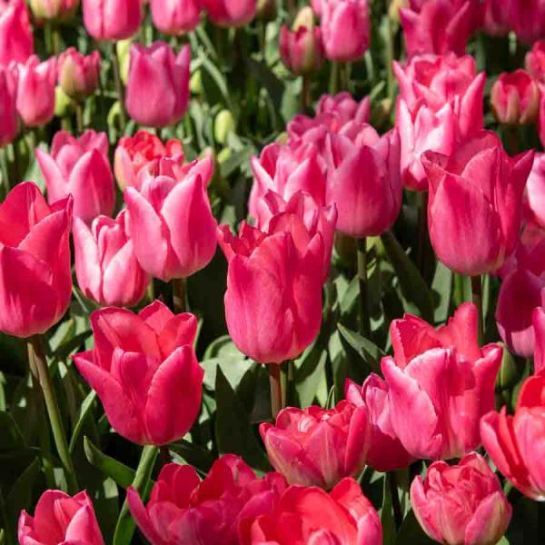 Bulbes à fleurs à planter à l'automne - Tulipe Christmas Dream (x8) - face recto